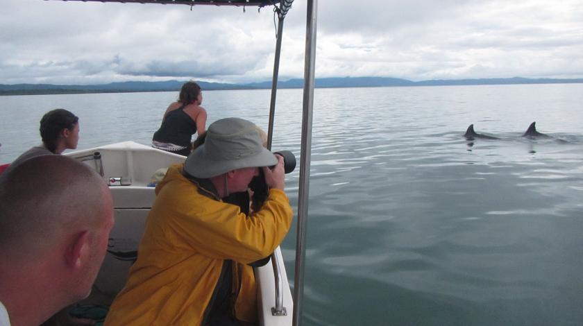 earthwatch volunteers observe dolphins and other marine mammals